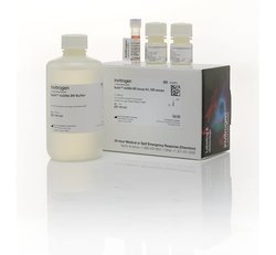 Qubit? dsDNA BR Assay Kit Q32853現貨 