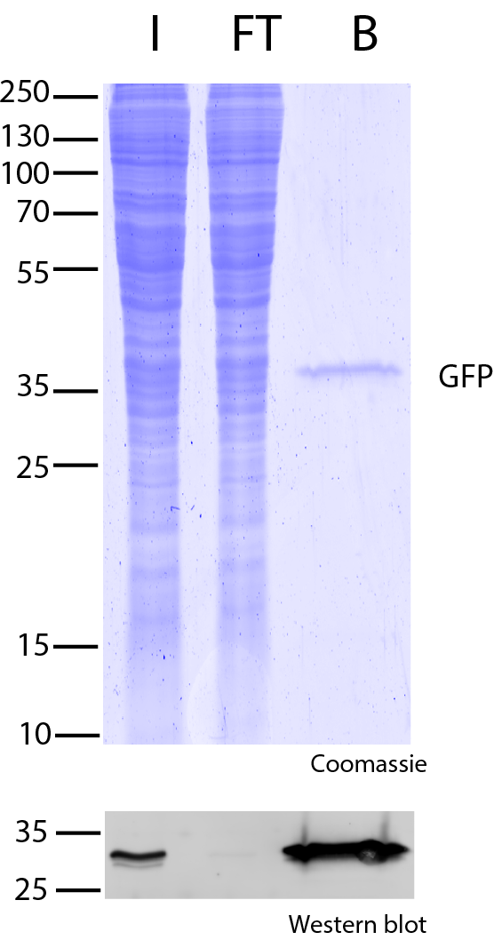 ChromoTek/GFP-Trap Magnetic Agarose/GFP-Trap Magnetic Agarose/500 μL (20 reactions)/gtma-20