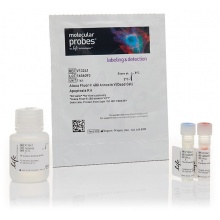 LIVE/DEAD? Viability/Cytotoxicity Kit, for mammalian cells 貨號： L3224現貨 